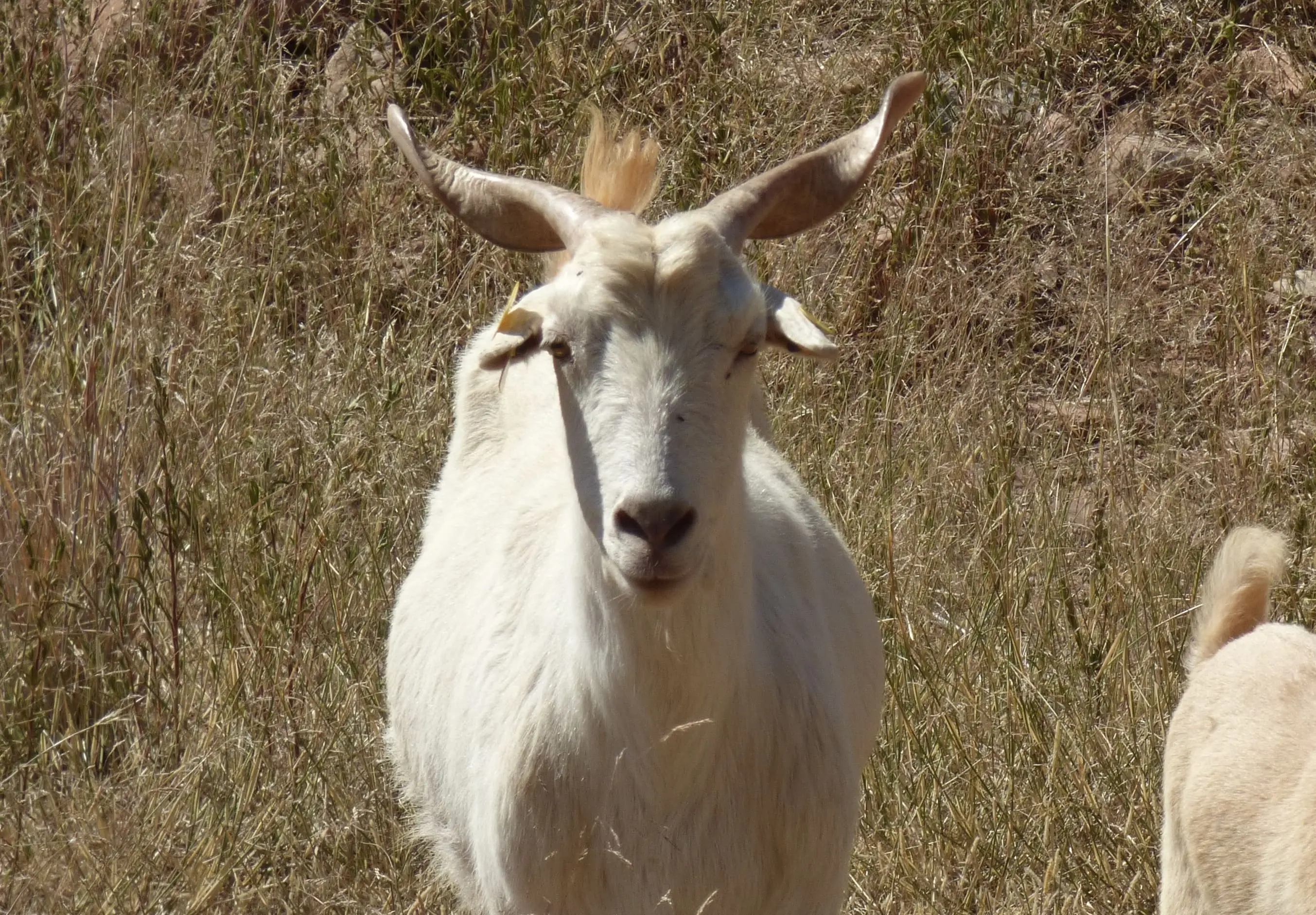 cabra